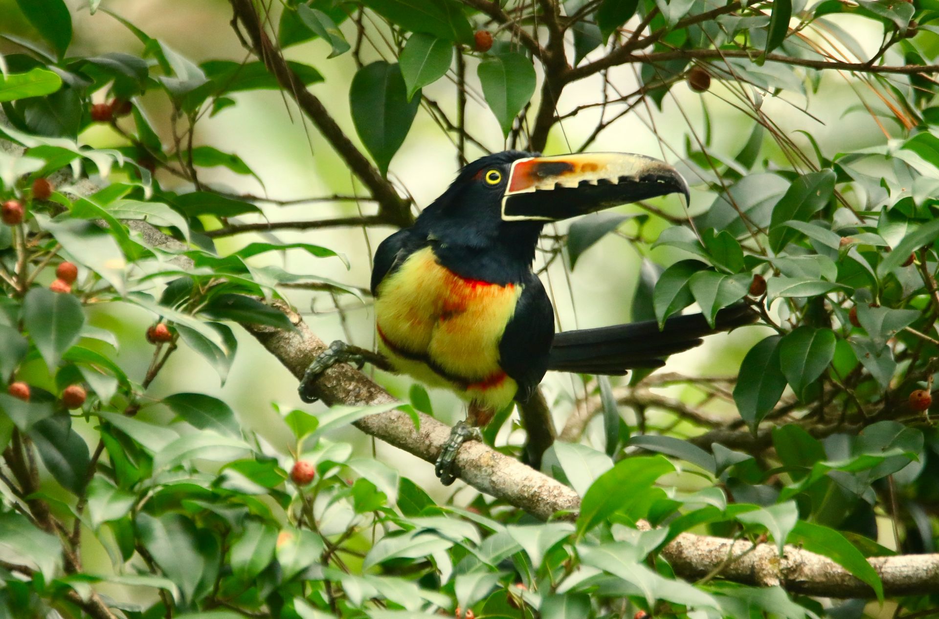 Tour Sereno de 8 Dias na Costa Rica — Arenal, Monteverde e Duas Costas